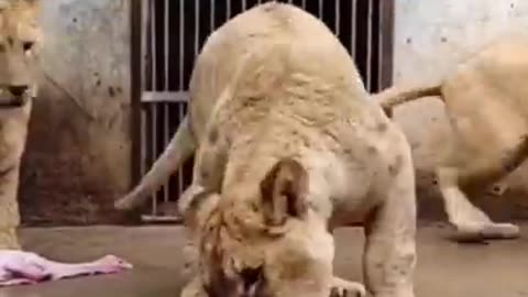 Dinner time for the lion