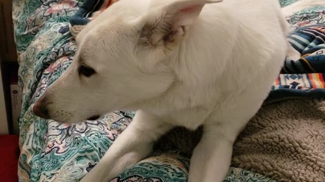 Dog Sings Along to Favorite Song