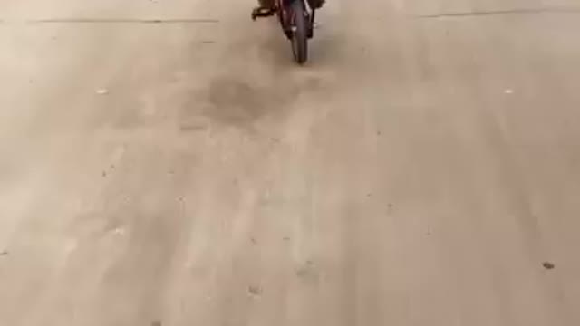 Monkey Champ