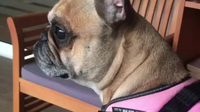 Tan dog in pink harness whimpers near owner