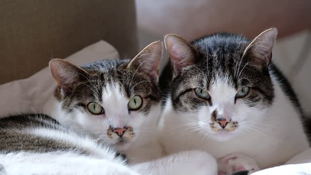 Two Cat Seating Beside each other | Family Boy