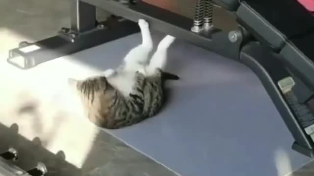 Who says cats don't exercise !?