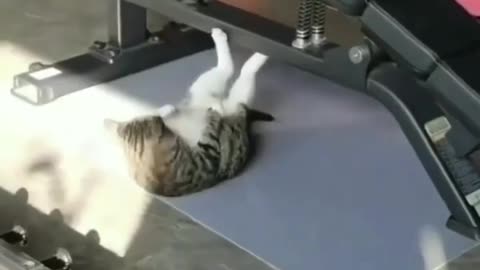 Who says cats don't exercise !?