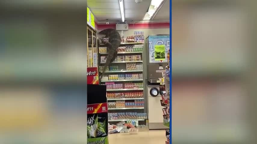 Giant lizard goes on supermarket sweep, wild video goes viral | New York Post