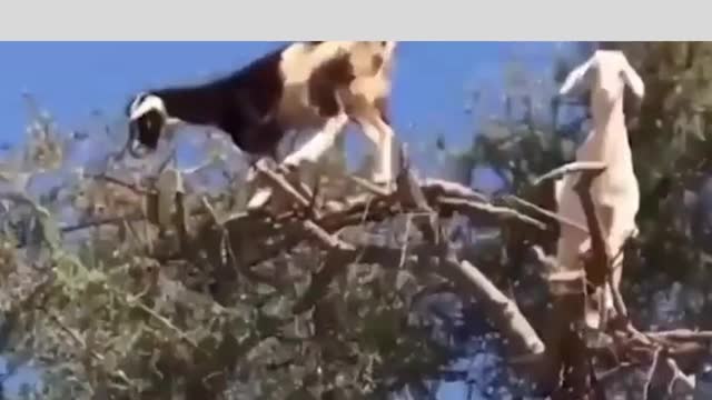 kazly in the trees