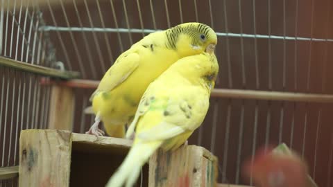 Beautiful yellow birds sitting on a wooden deck