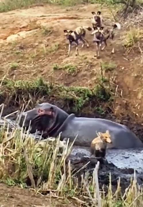 elephant water defender #shorts 2021