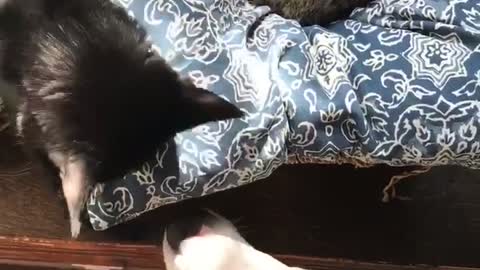 White cat blue pillow black cat slaps dog