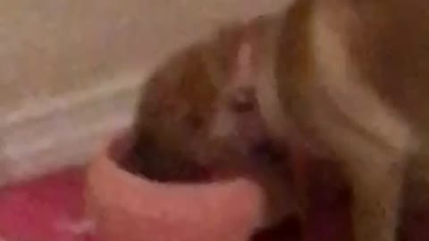 Owner makes farting noise and scares brown dog while drinking water