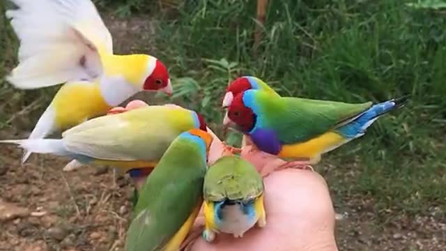 Beautiful colored birds