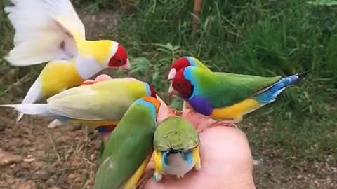 Beautiful colored birds