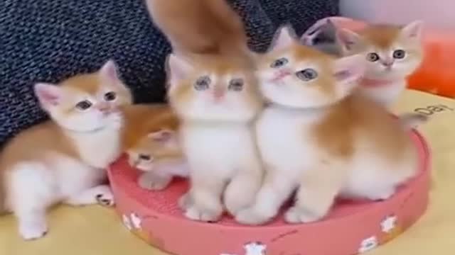 Funny Cats Cute and Baby Cats Video Compilation