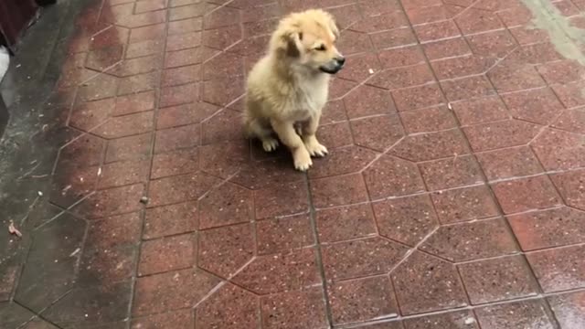 guard dog