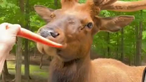 Reindeer eating carrot