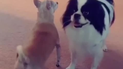 Animals short video dog lover 😘😘😘😘🐶