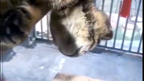 Gato muerto 😱😱😱