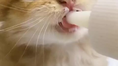 funny cat video