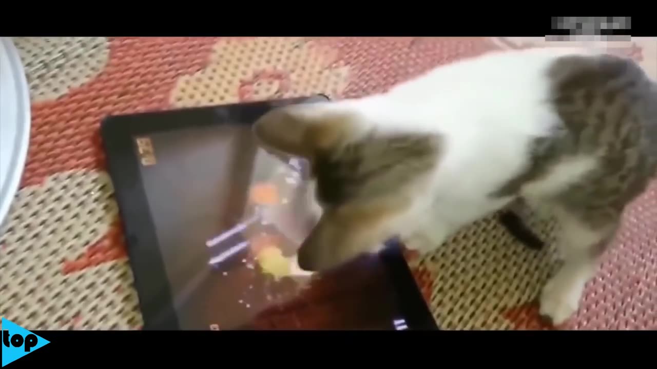 FUNNY CATS New best videos