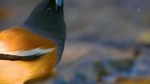 Wildlife with a natural perspective & funs.