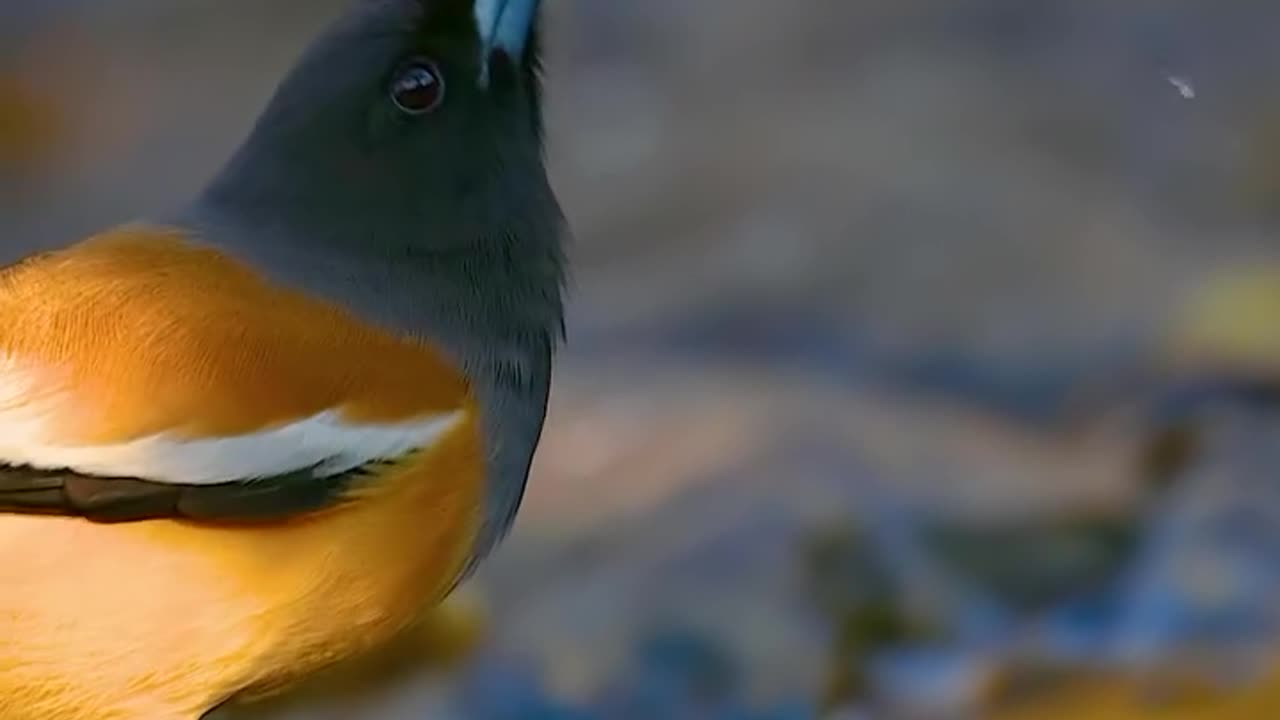 Wildlife with a natural perspective & funs.