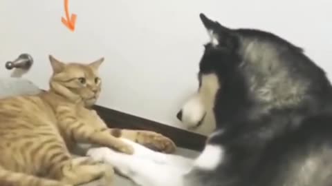 AWW!!!Funny Dog Video