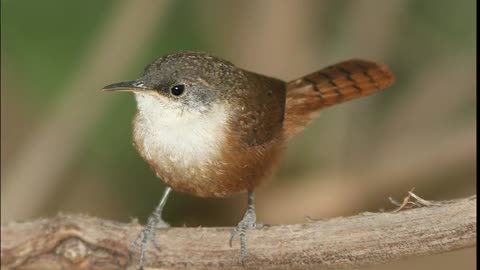 Canyon Wren Bird Song Video