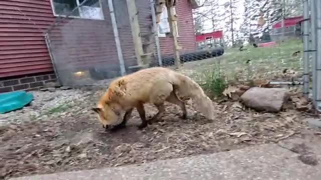 The foxes that say hehehe