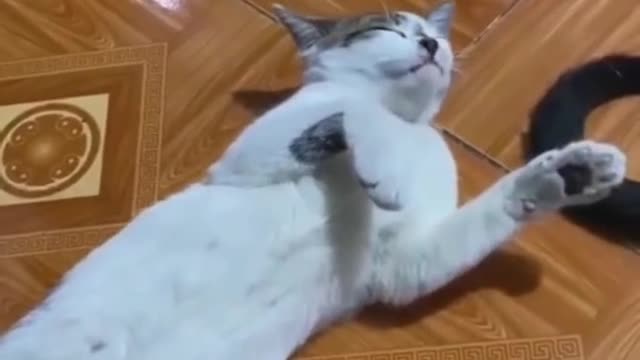 funny cats