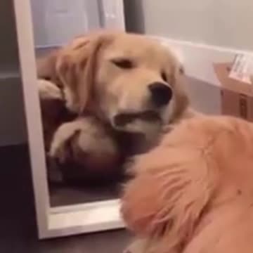 Mirror, mirror on the wall....HEY! Who's this dog