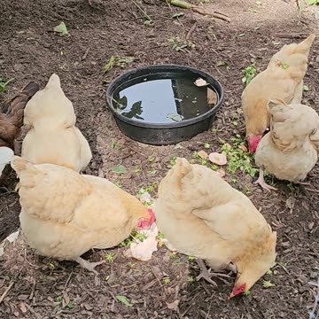 OMC! Strawberry tops and bread feast - another angle! 🐔🍞🍓😍#chickens #bread #treat #shorts #hens