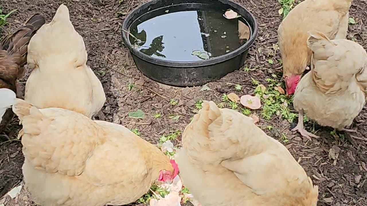 OMC! Strawberry tops and bread feast - another angle! 🐔🍞🍓😍#chickens #bread #treat #shorts #hens