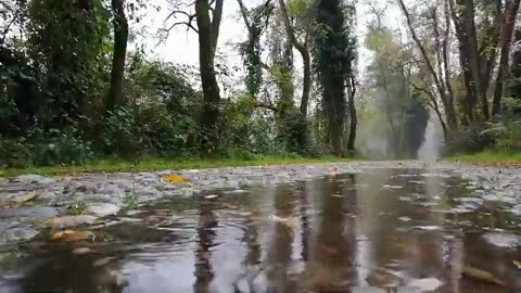 La pluie dans la forêt