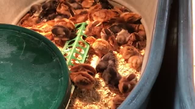 Check out all the chicks