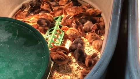 Check out all the chicks