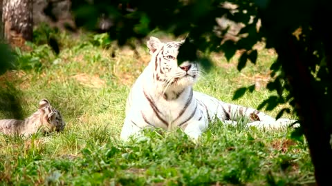 White tiger playing with his mother in the grass....