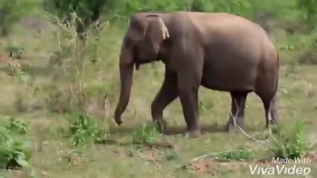 Sri lankan wild elefants attacked