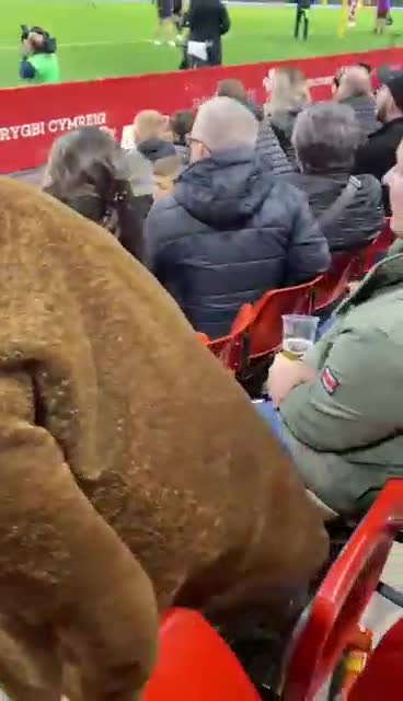 How supporter stopped Wales scoring against Springboks