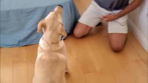 Dog training in few seconds part 1