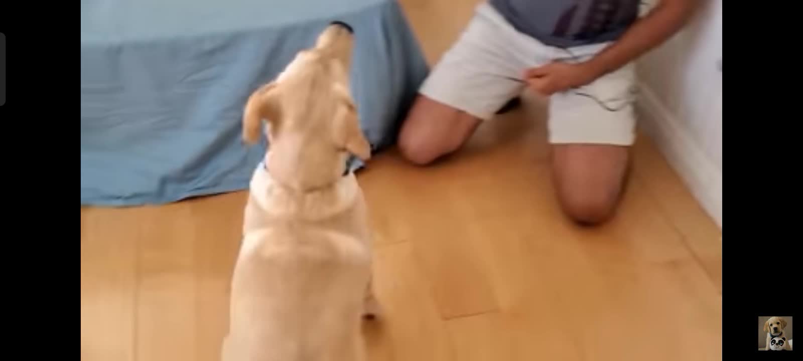 Dog training in few seconds part 1