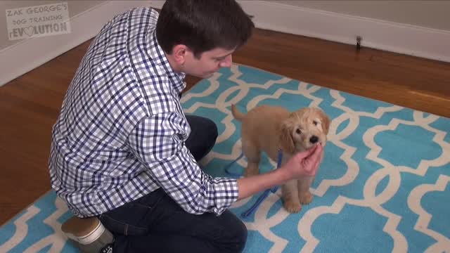 Best Easy Things to Teach your puppy