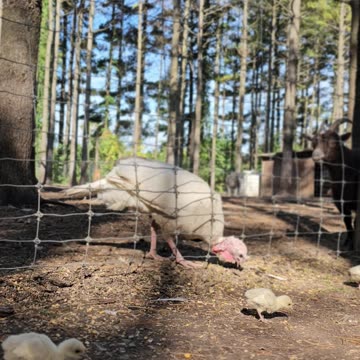 Adorable 1-Day-Old Turkey Chicks Explore Wisconsin's Enchanting Backwoods!