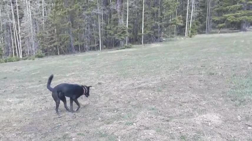 dog walk Carson national Forest New Mexico