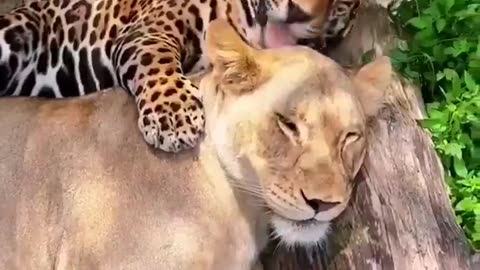 Oh nothing, just a Jaguar and Lion cuddling!