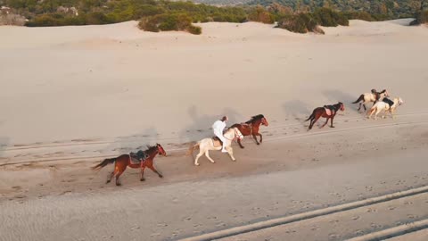 GALLOPING HORSES.