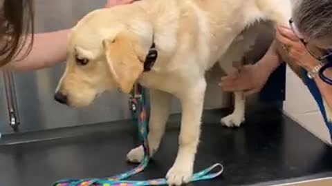 This 5-month-old puppy is getting his wellness exam 🦮 ❤️