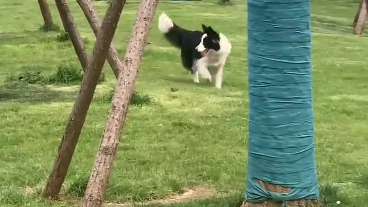 Dogs respond to a robot dog