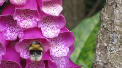 A Bee having a pee