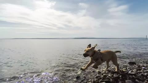 Brown puppy running along the beach on a sunny day