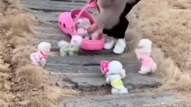 Cute baby puppy playing