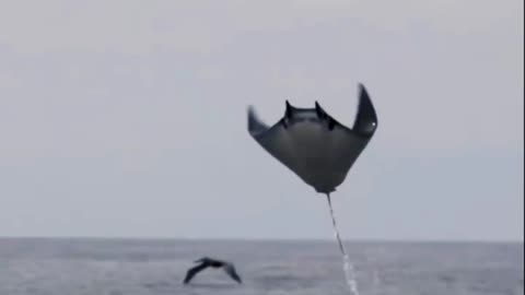 Flying Stingray